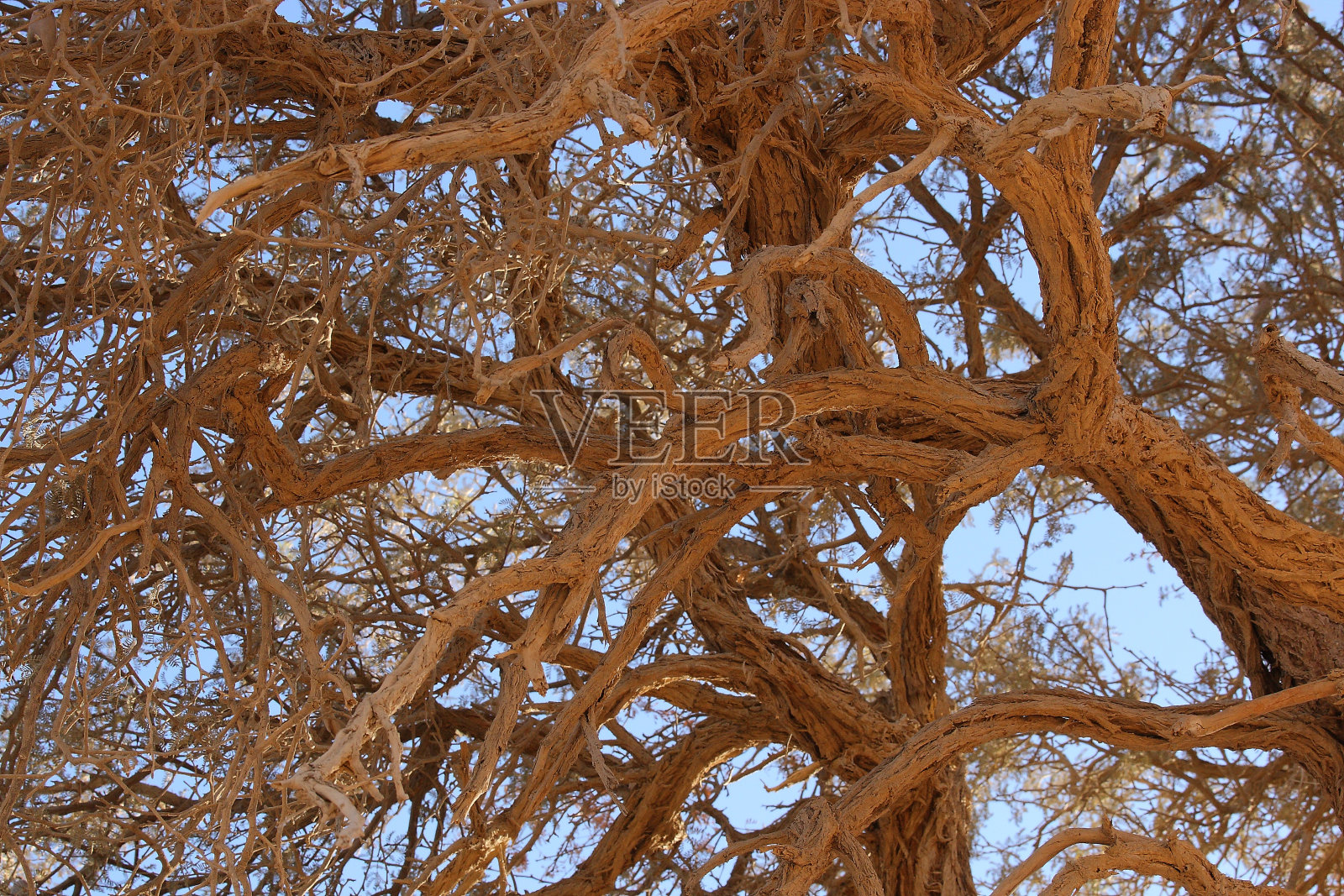 纳米比亚Sossusvlei的一棵骆驼刺树的树枝照片摄影图片