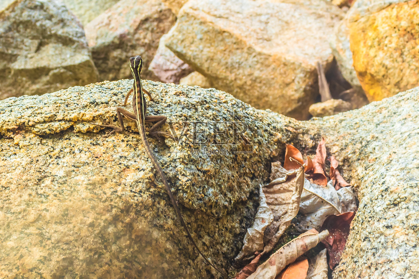 哈利斯科州巴亚尔塔港的黄条纹黑蜥蜴，红尾蜥蜴照片摄影图片