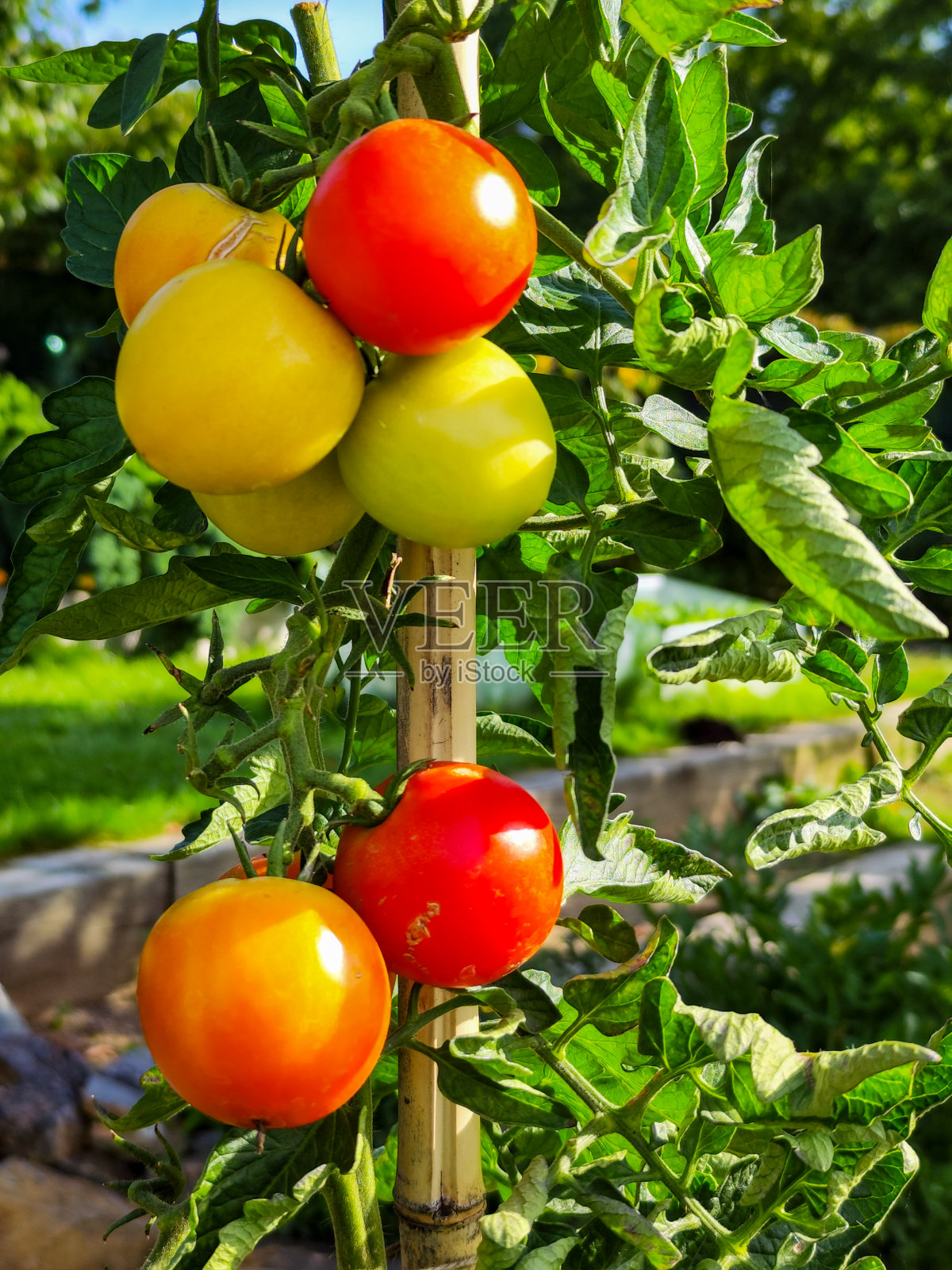 美味和健康的成熟西红柿。照片摄影图片