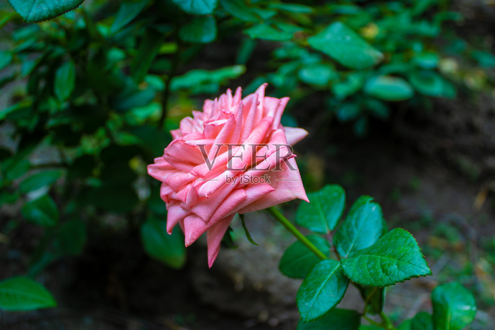 单瓣玫瑰，粉红色花蕾，背景为绿叶照片摄影图片