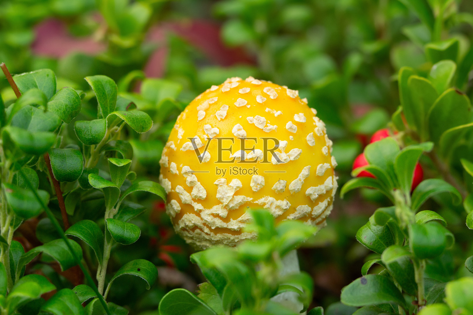 黄蝇木耳菌生长在红熊果中。照片摄影图片