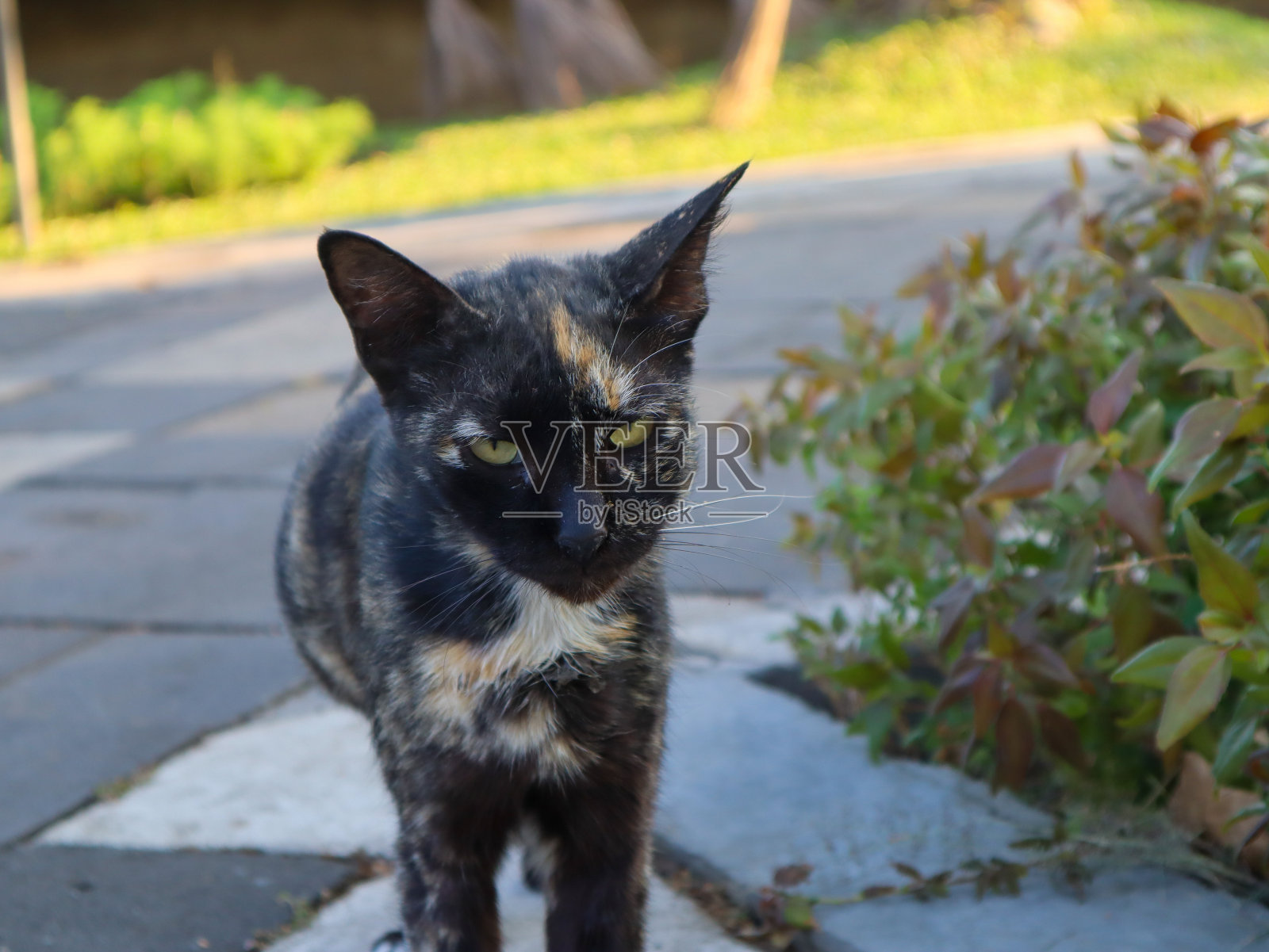 面对镜头的玳瑁猫或猫科动物照片摄影图片