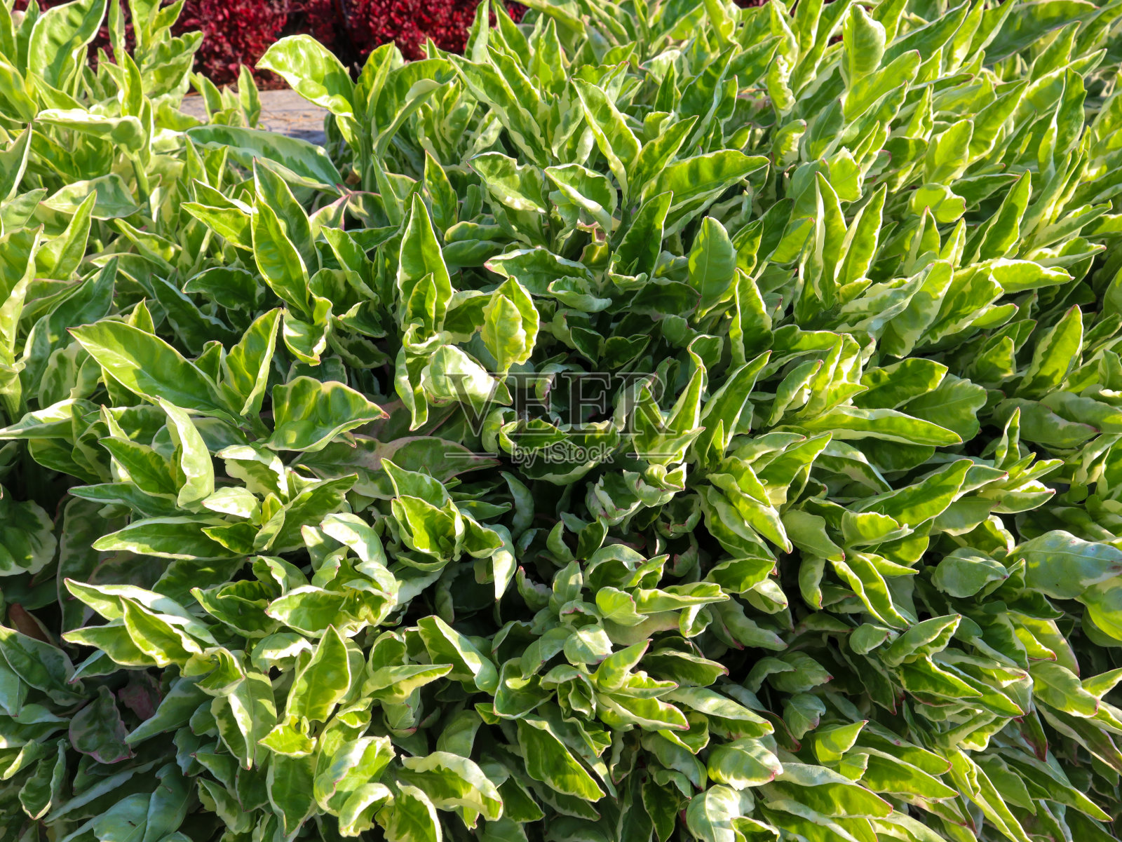 大戟叶特写作为背景照片摄影图片