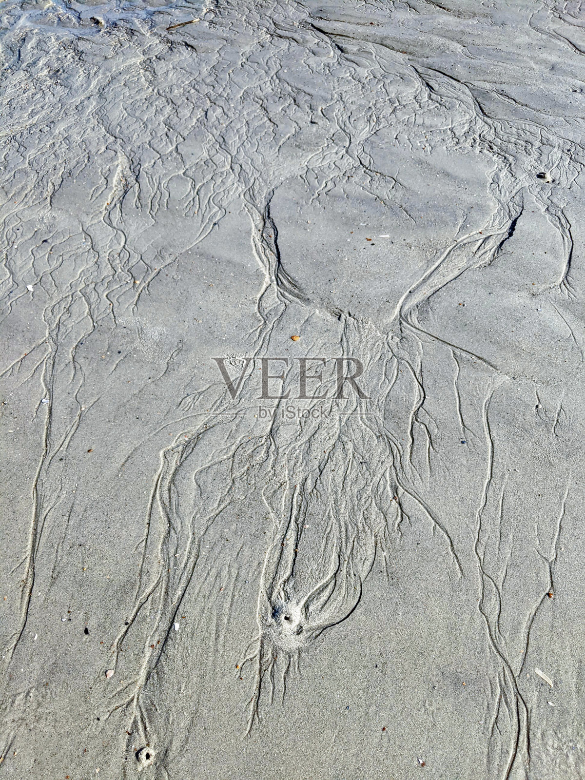 泰比岛，乔治亚州照片摄影图片