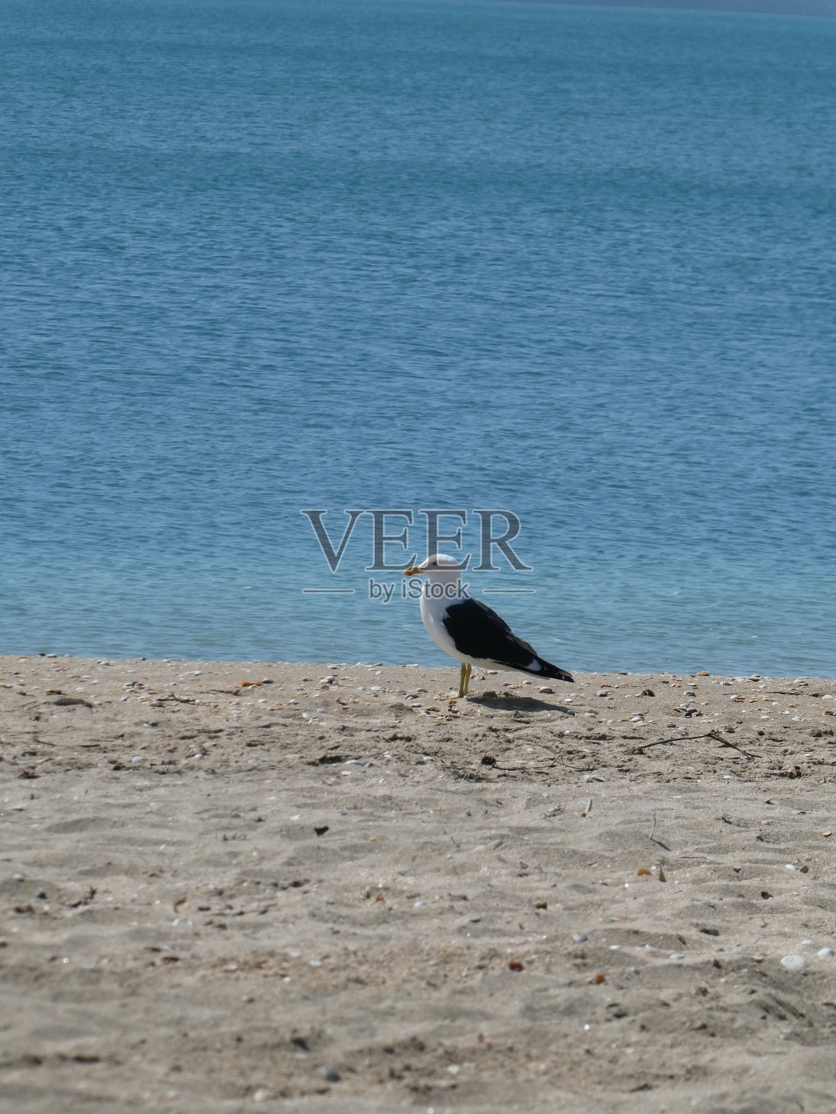 沙滩上的大海鸥照片摄影图片