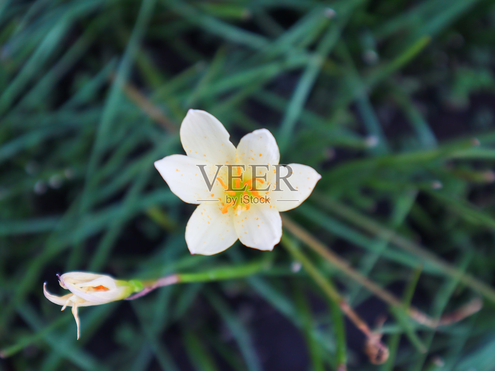 西风念珠花特写照片摄影图片