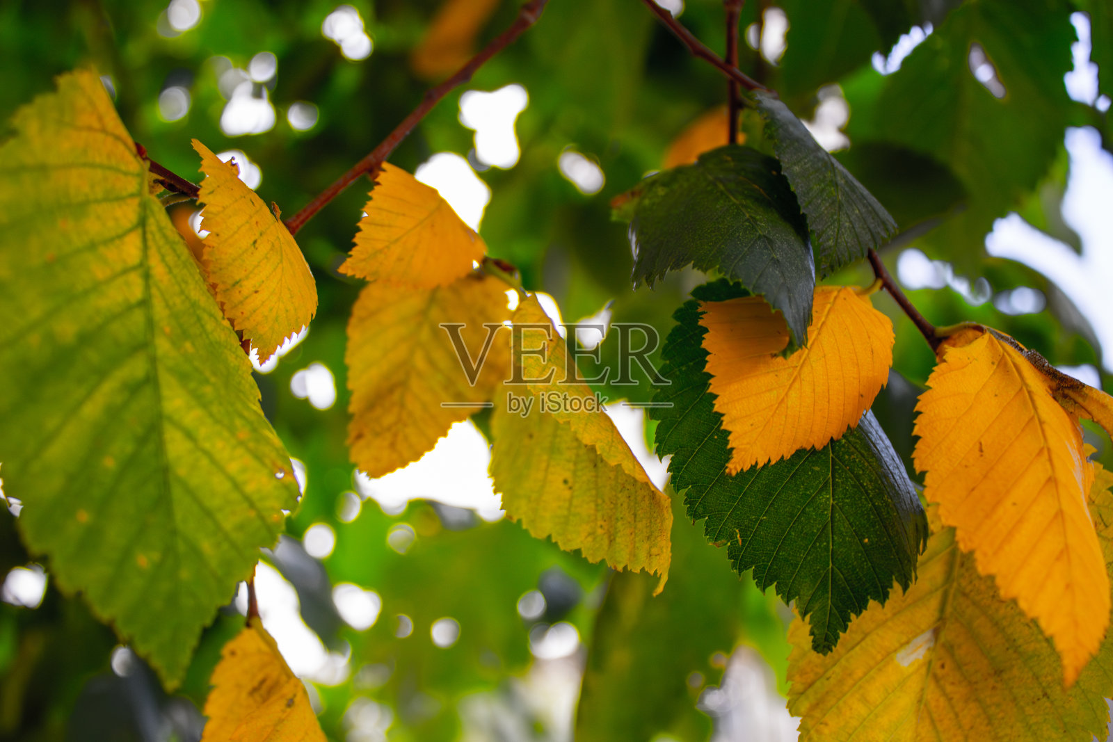 秋天，树上五颜六色的叶子特写照片摄影图片