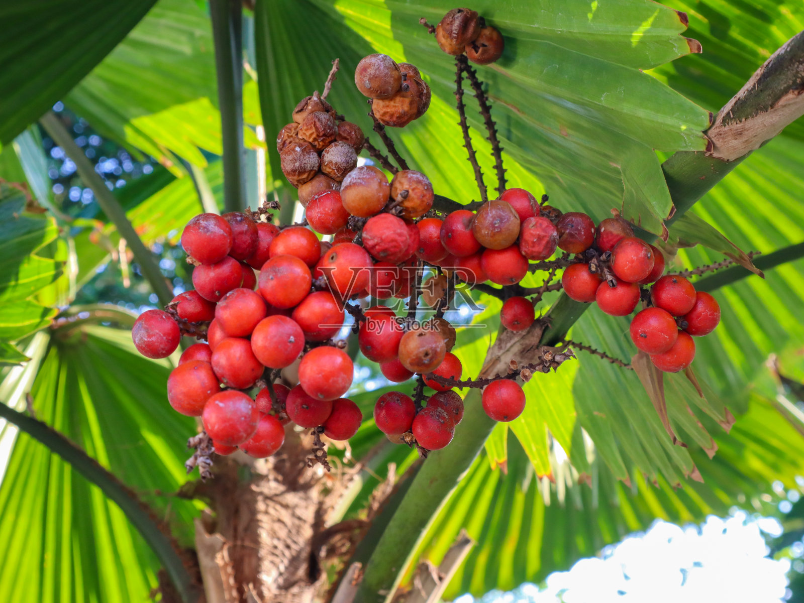 大叶蝉花照片摄影图片