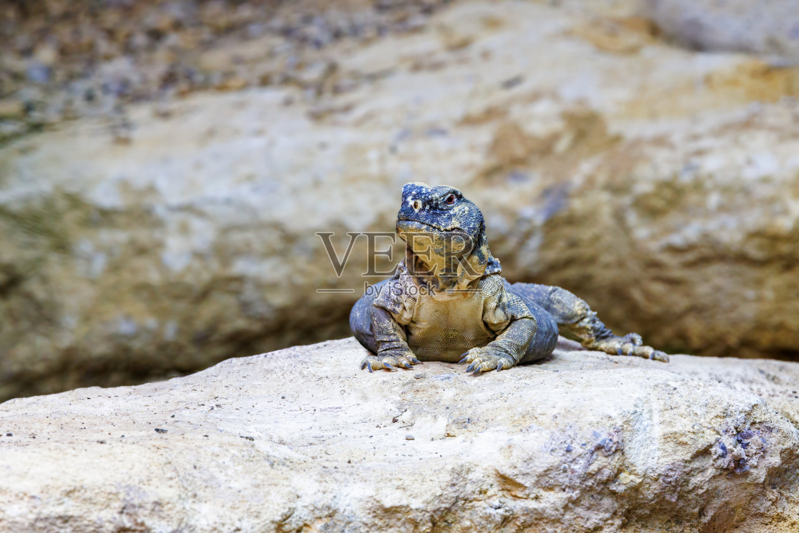 埃及刺尾蜥蜴。埃及龙，北非和中东特有的沙漠羚羊。种群数量减少的脆弱物种。照片摄影图片