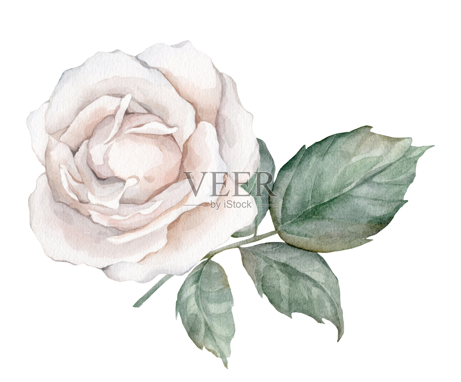 白玫瑰水彩插图。手绘，孤立的白色背景，花剪贴画。为花束，花圈，安排，婚礼邀请，周年纪念，生日，明信片，问候插画图片素材