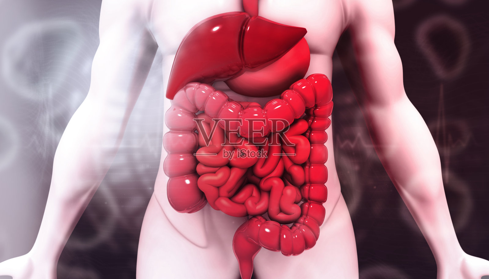 人体消化系统解剖照片摄影图片