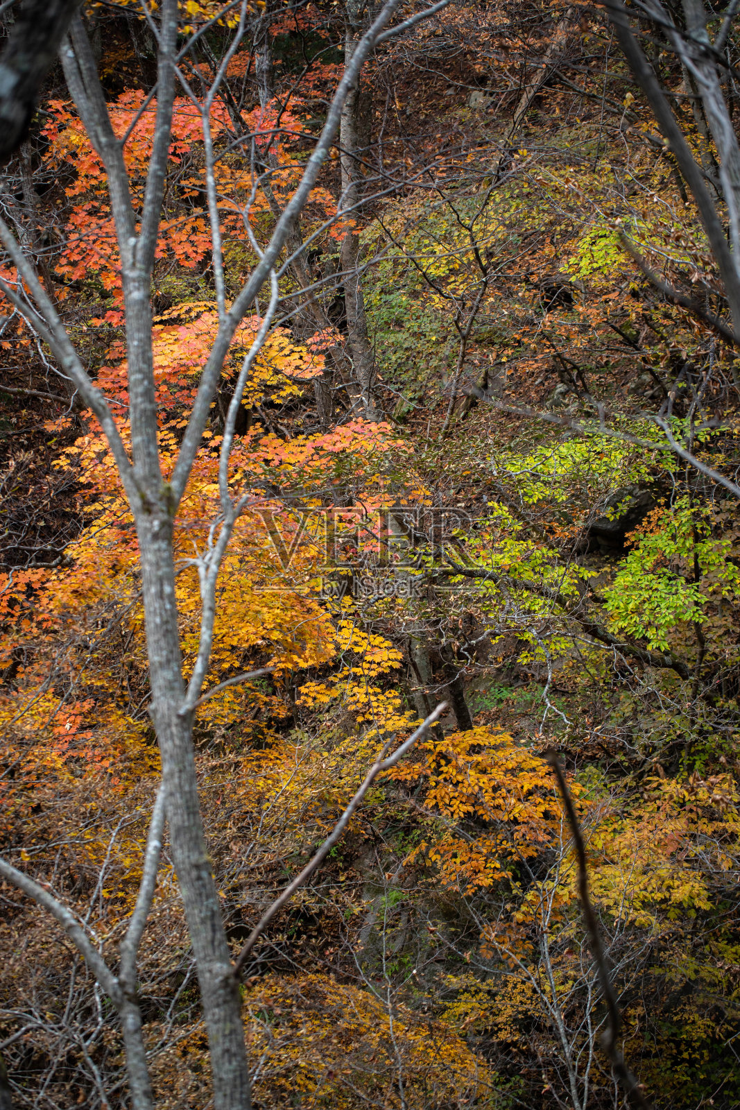 Nishizawa谷照片摄影图片