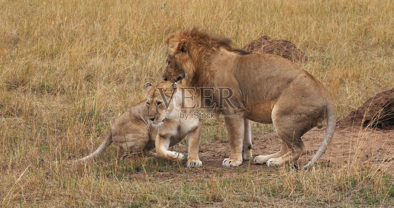 非洲狮子，黑豹狮子，一对交配，肯尼亚马赛马拉公园照片摄影图片