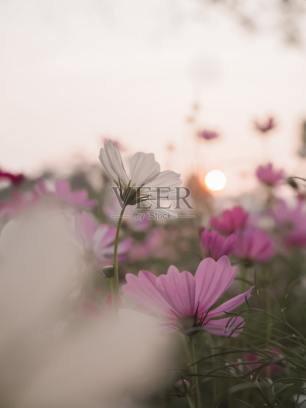 白色的宇宙花在花园与日落的时间照片摄影图片