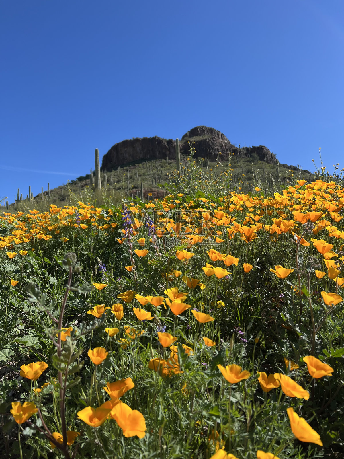 沙漠里的春天照片摄影图片
