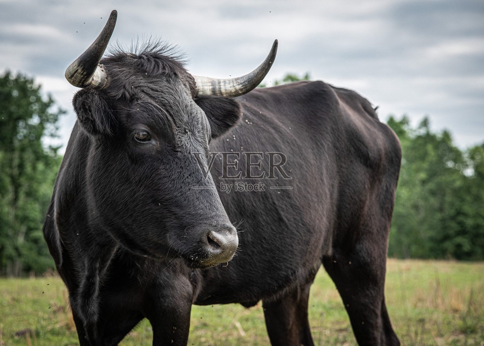 宁静牛照片摄影图片