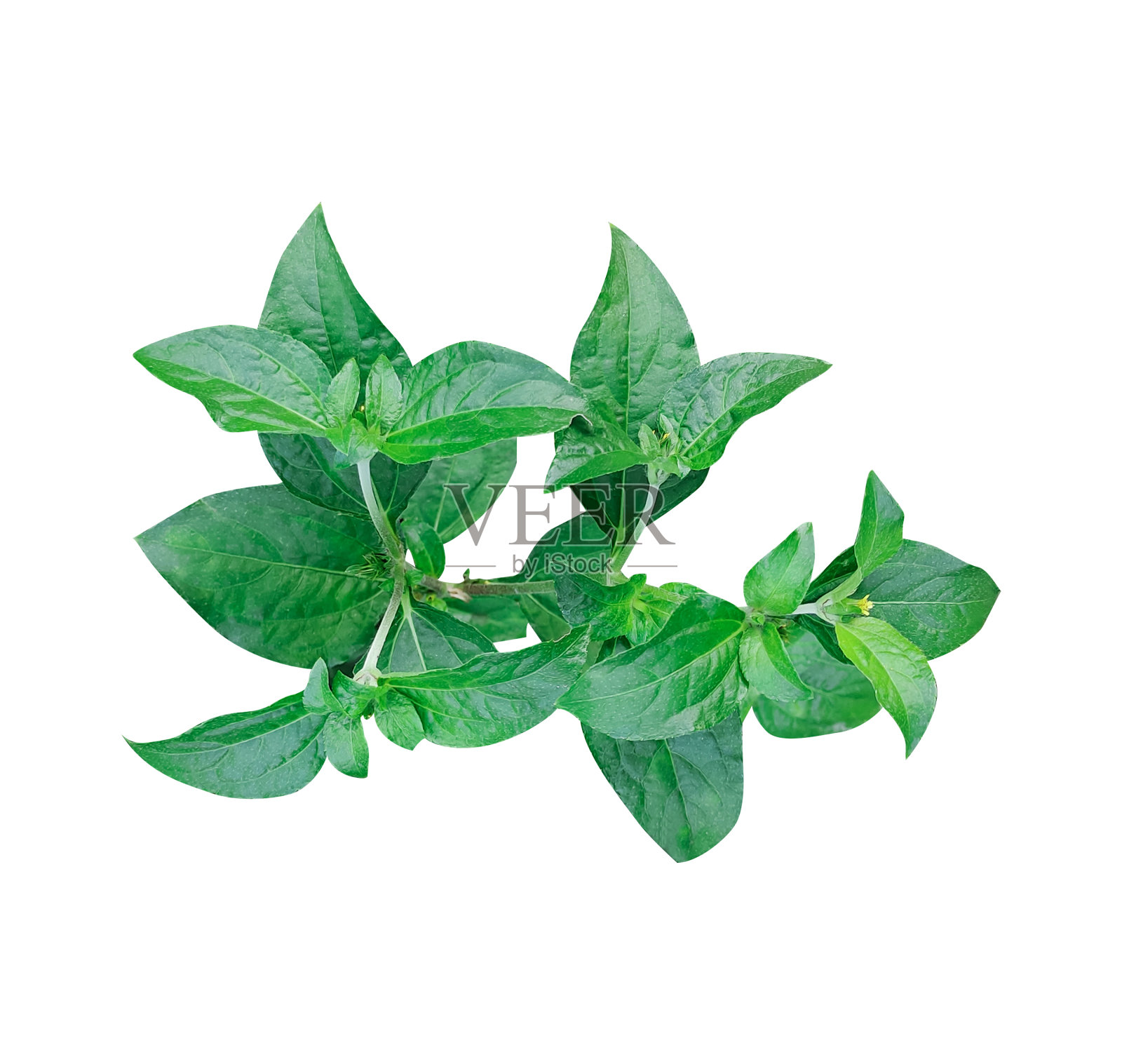 绿色植物白底叶绿色植物绿色植物生态自然树照片摄影图片