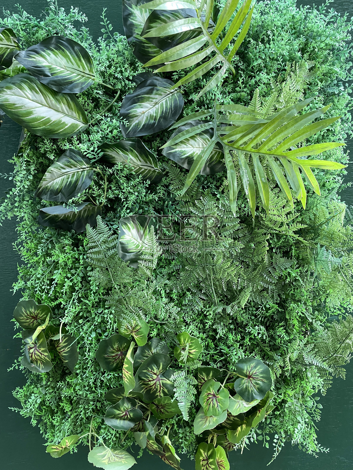 挂塑墙的特写形象，人造室内植物，热带植物，假蕨类植物，毛线蕨，苔藓，家居装饰背景概念照片摄影图片