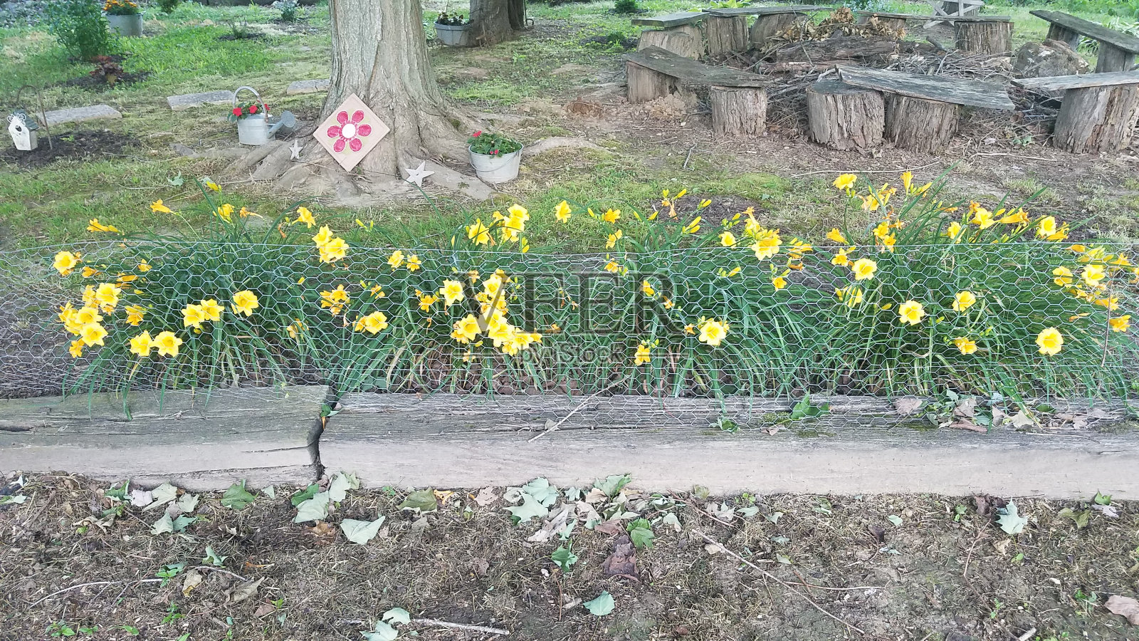 黄色的花排成一排照片摄影图片