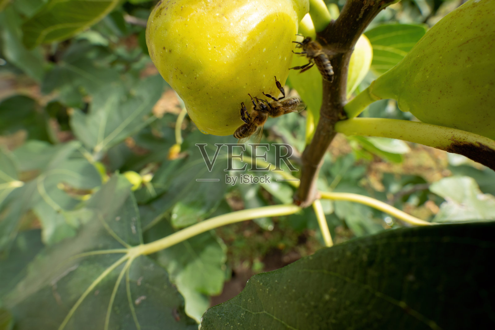 黄色无花果上的蜜蜂。照片摄影图片