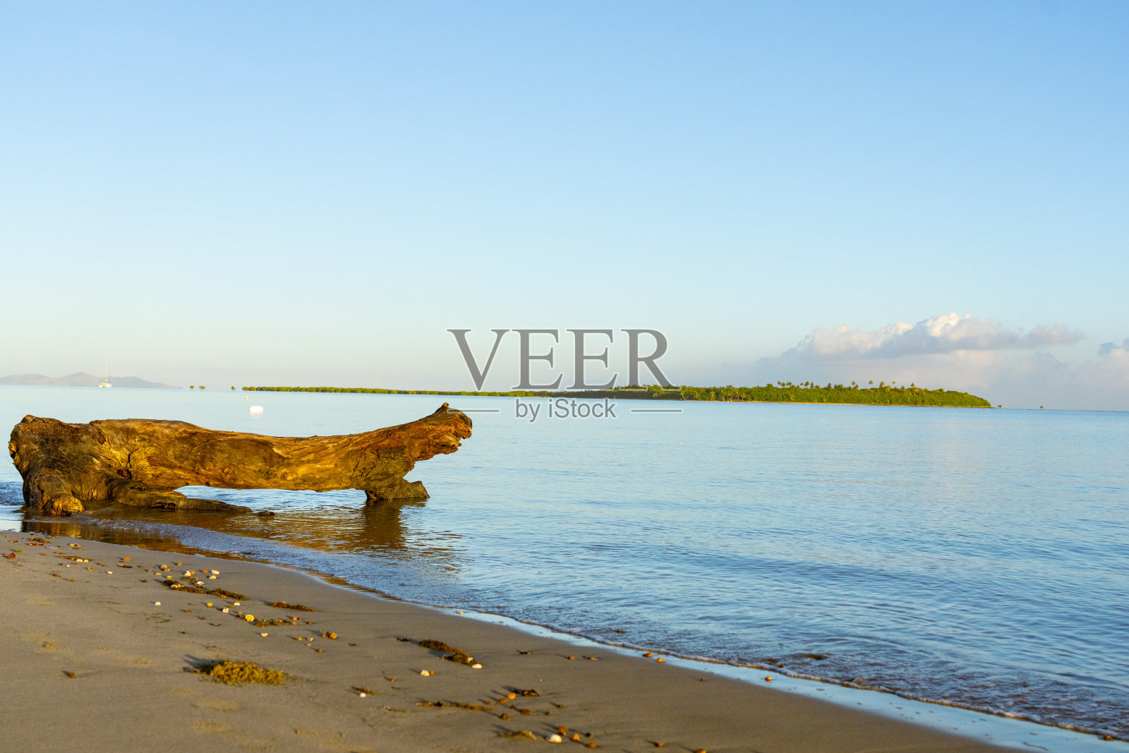 有动物头状的旧木头被冲到海滩上照片摄影图片