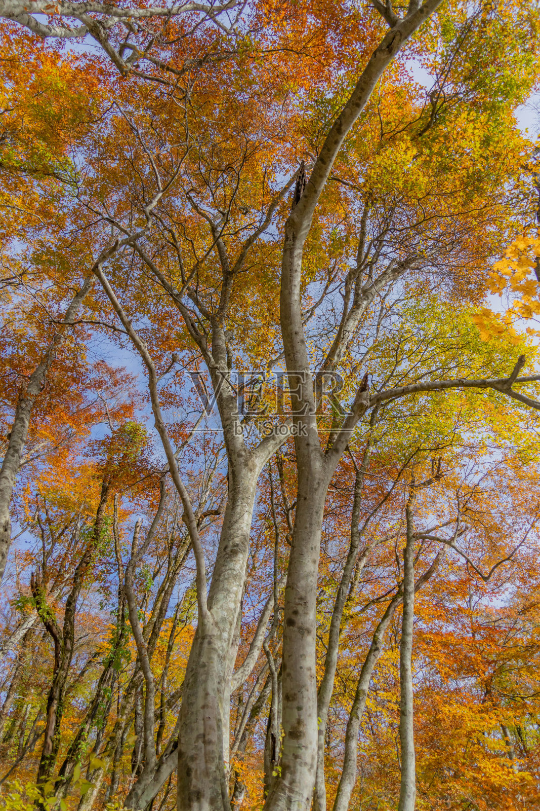 大仙山的秋景照片摄影图片