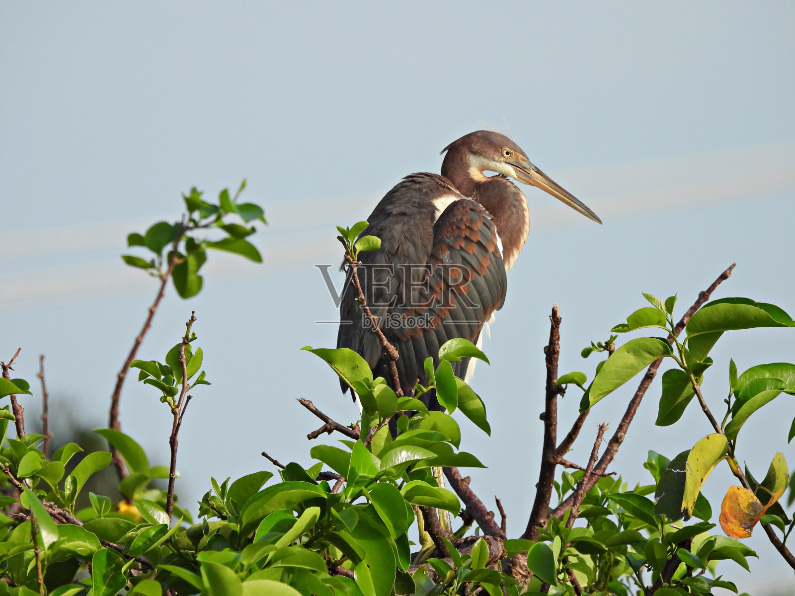 三色鹭(白鹭)-栖息在树上照片摄影图片
