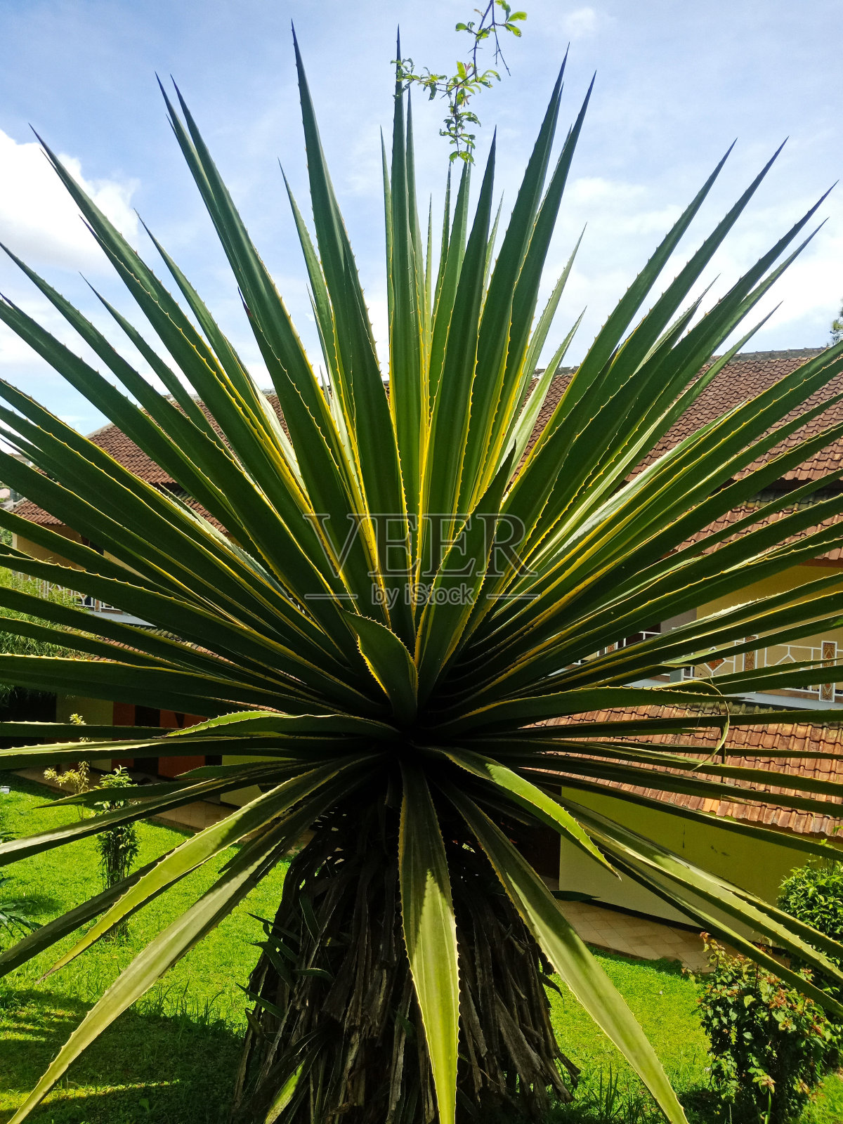 丝兰植物照片摄影图片