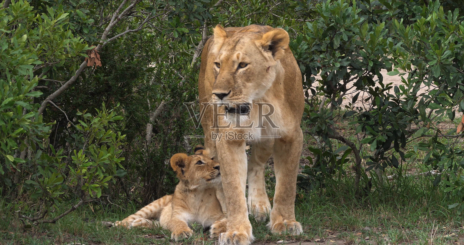 非洲狮子，黑豹，母狮和幼崽，肯尼亚马赛马拉公园照片摄影图片