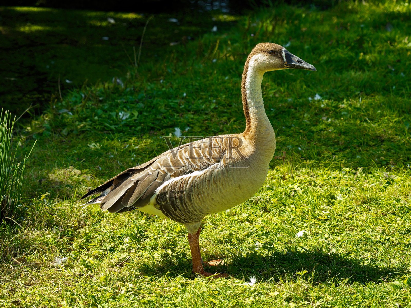 鸿雁照片摄影图片