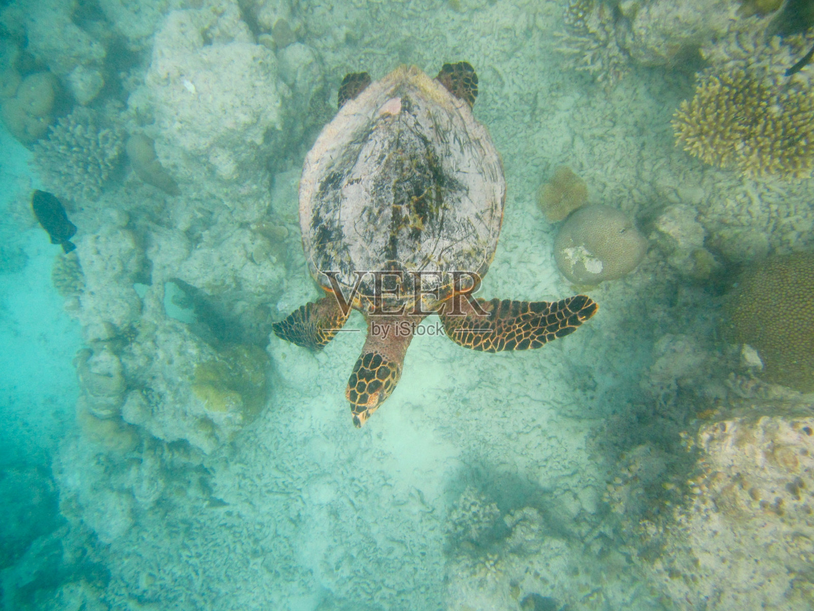 绿海龟在珊瑚礁上游泳，马尔代夫照片摄影图片