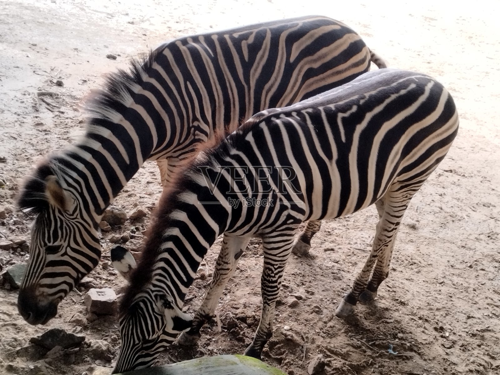 两只斑马特写照片摄影图片