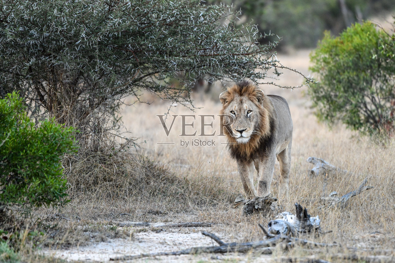 雄狮走向镜头照片摄影图片