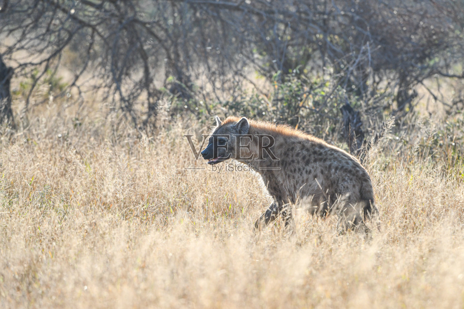 鬣狗穿过草丛照片摄影图片