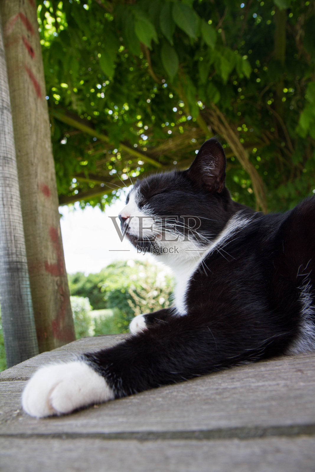 黑猫和白猫在休息照片摄影图片