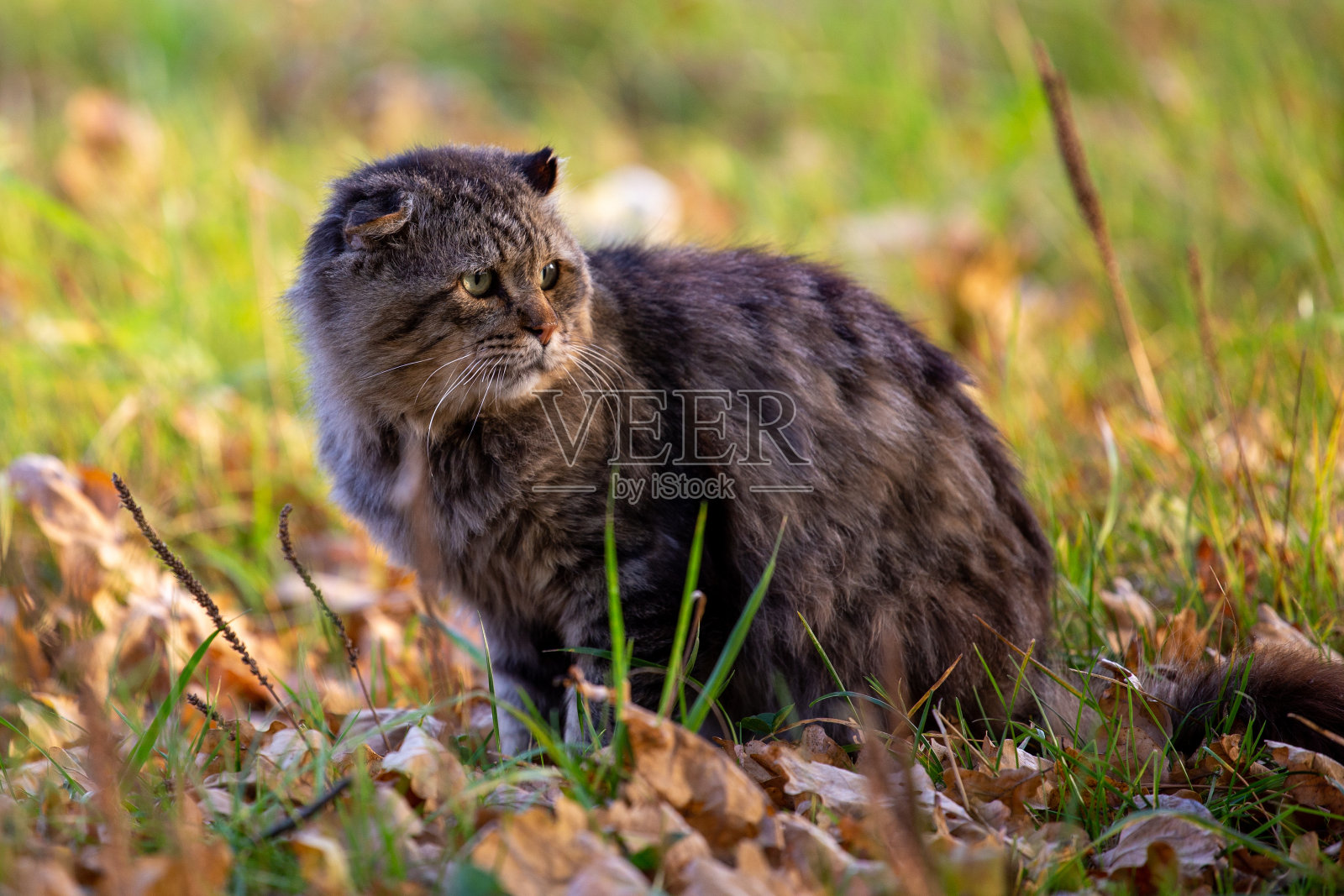 野生家猫肮脏的毛茸茸的虎斑猫在秋天落叶覆盖的地面上照片摄影图片