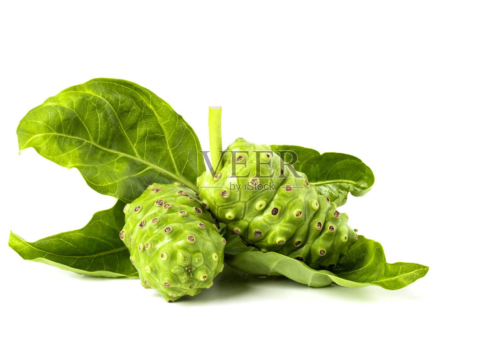 新鲜诺丽草药照片摄影图片