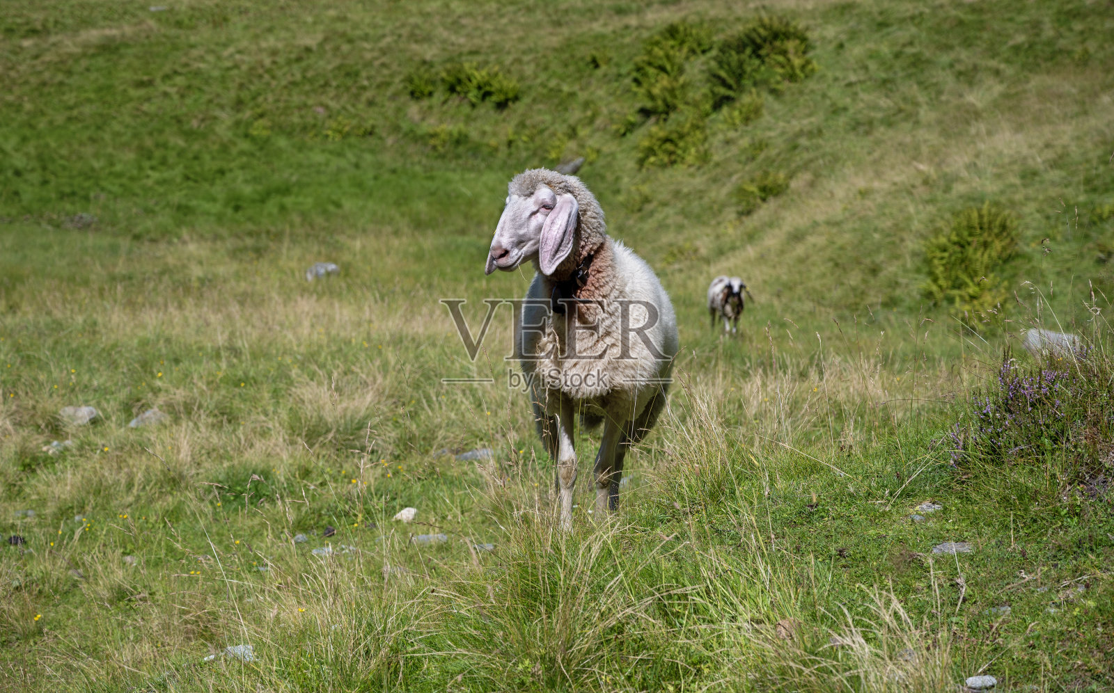 高山草地上的羊照片摄影图片