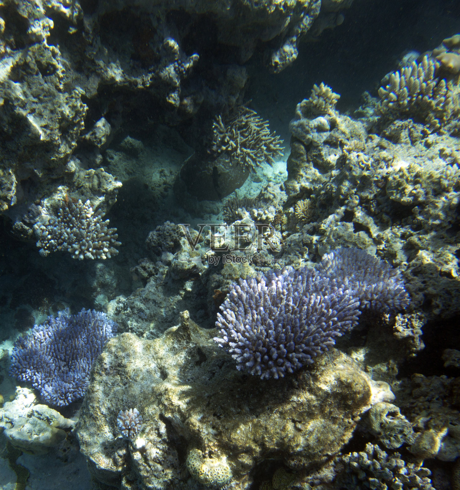 珊瑚礁里五颜六色的珊瑚照片摄影图片