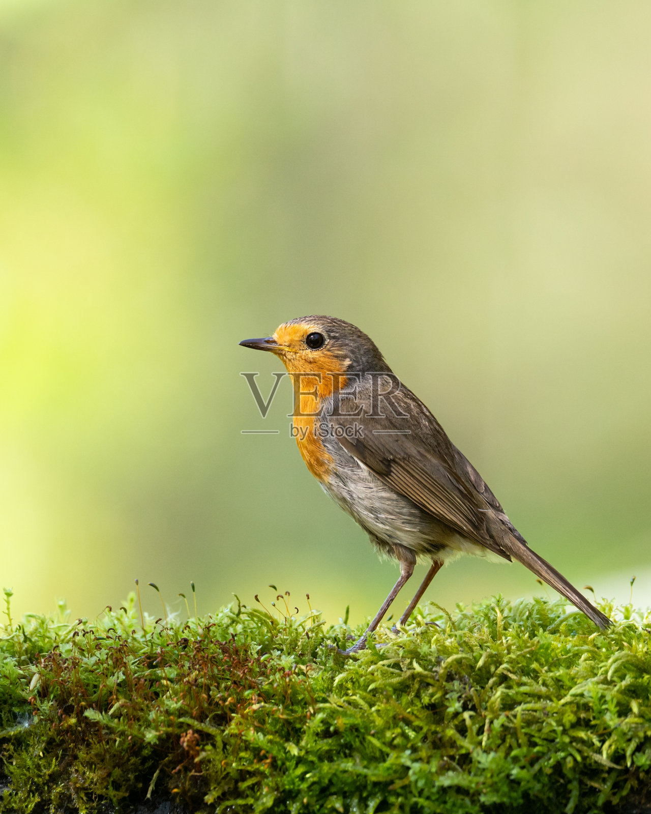 知更鸟，春天草地上的红胸，野生动物，波兰，欧洲照片摄影图片