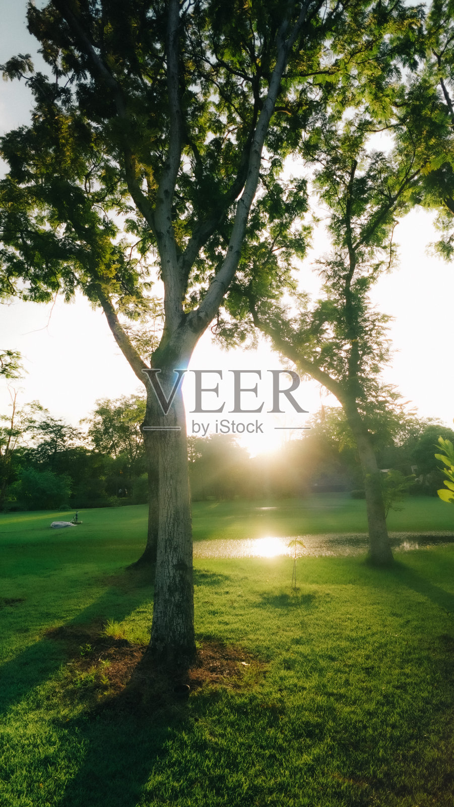 花园里的花照片摄影图片