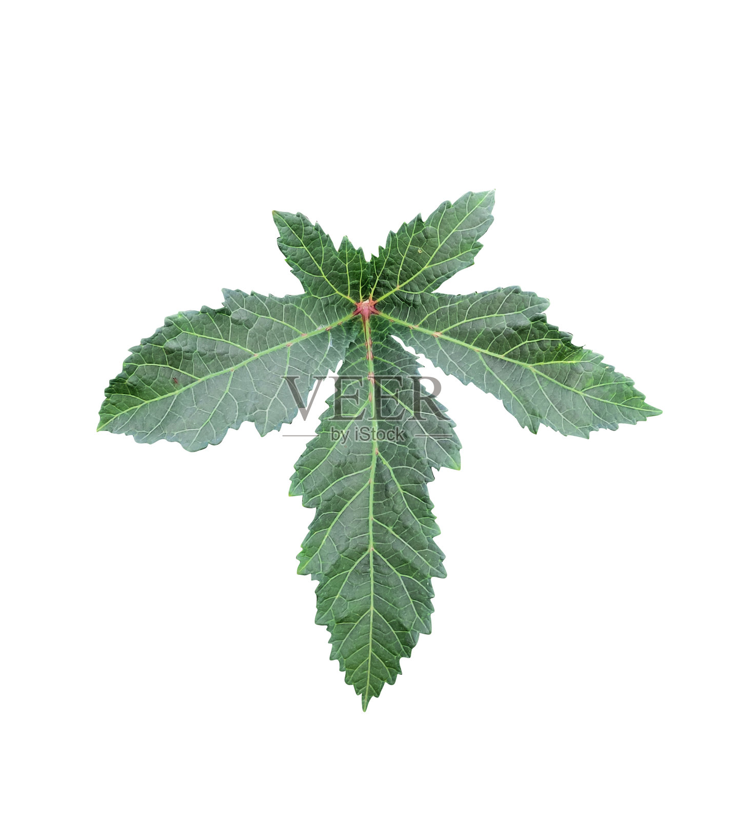 一片绿色的叶子，白色的背景上有四片叶子照片摄影图片