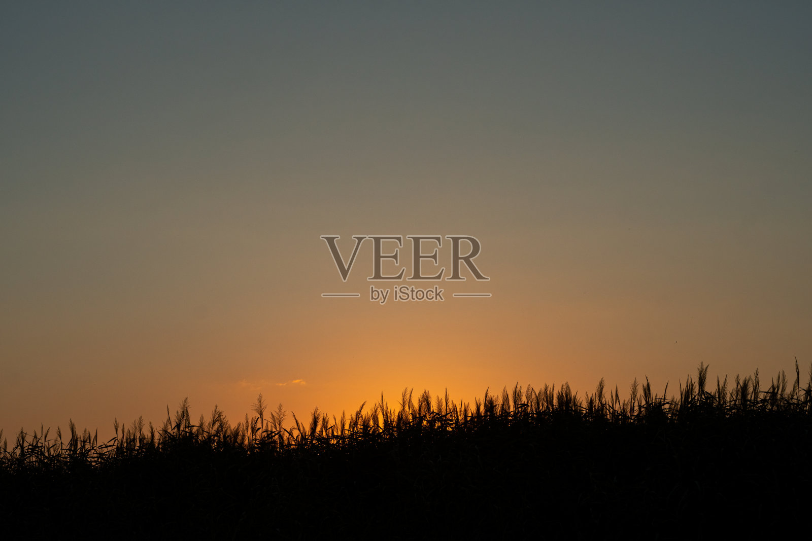 在晴朗的天空下，太阳在芦苇丛的剪影上升起或落下。照片摄影图片