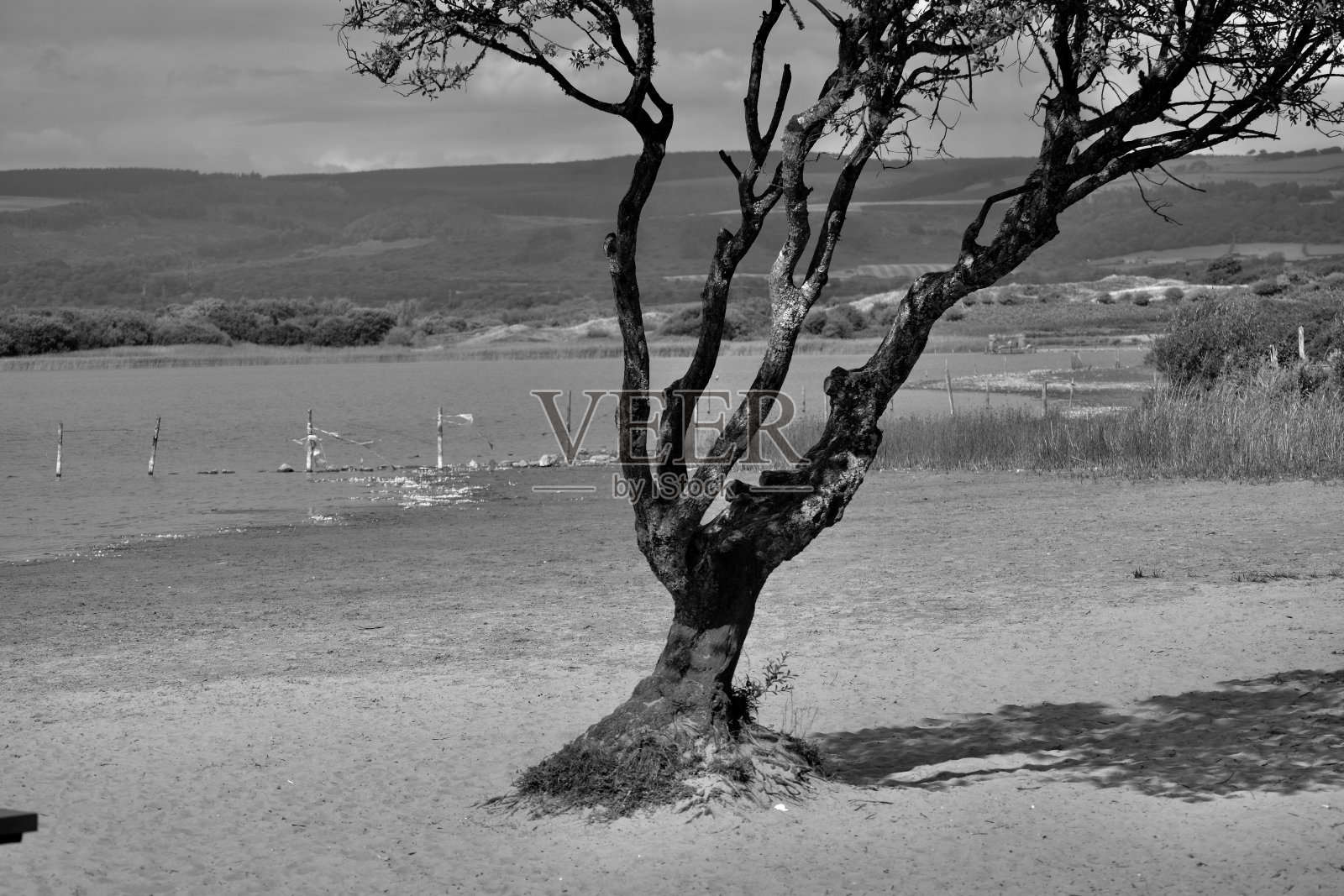 肯菲池自然保护区的树照片摄影图片