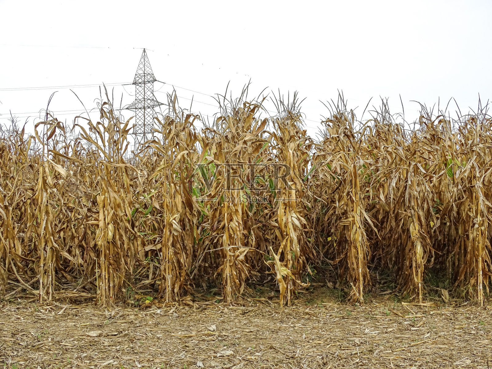 九月成熟的玉米田。在罗马尼亚的马拉穆列什县照片摄影图片