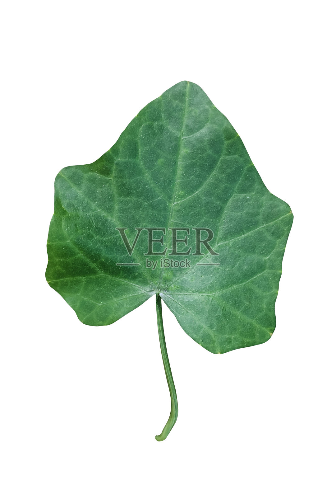 白色背景上的一片绿叶绿叶上有叶子的荔枝绿叶照片摄影图片