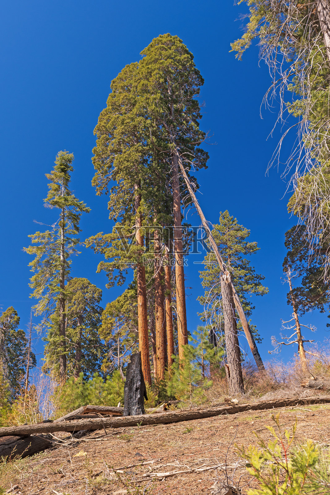 干旱山上的一小丛红杉照片摄影图片