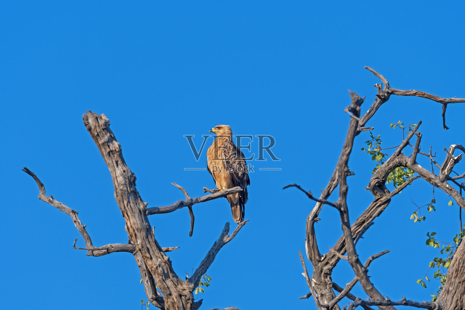枯树上的茶色鹰照片摄影图片