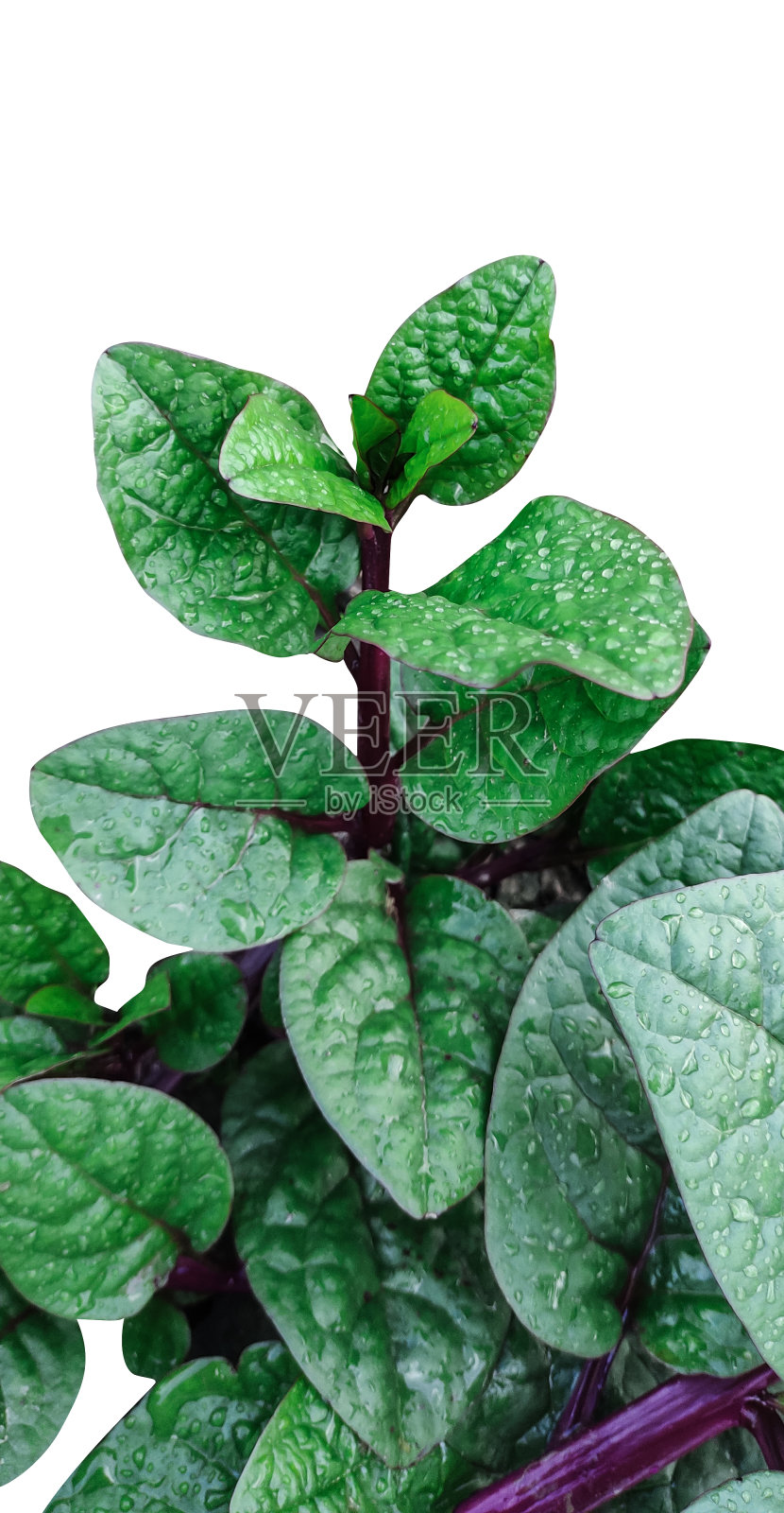 一种紫色叶子和绿色茎的植物，一种白色背景上紫色叶子的绿色蔬菜照片摄影图片