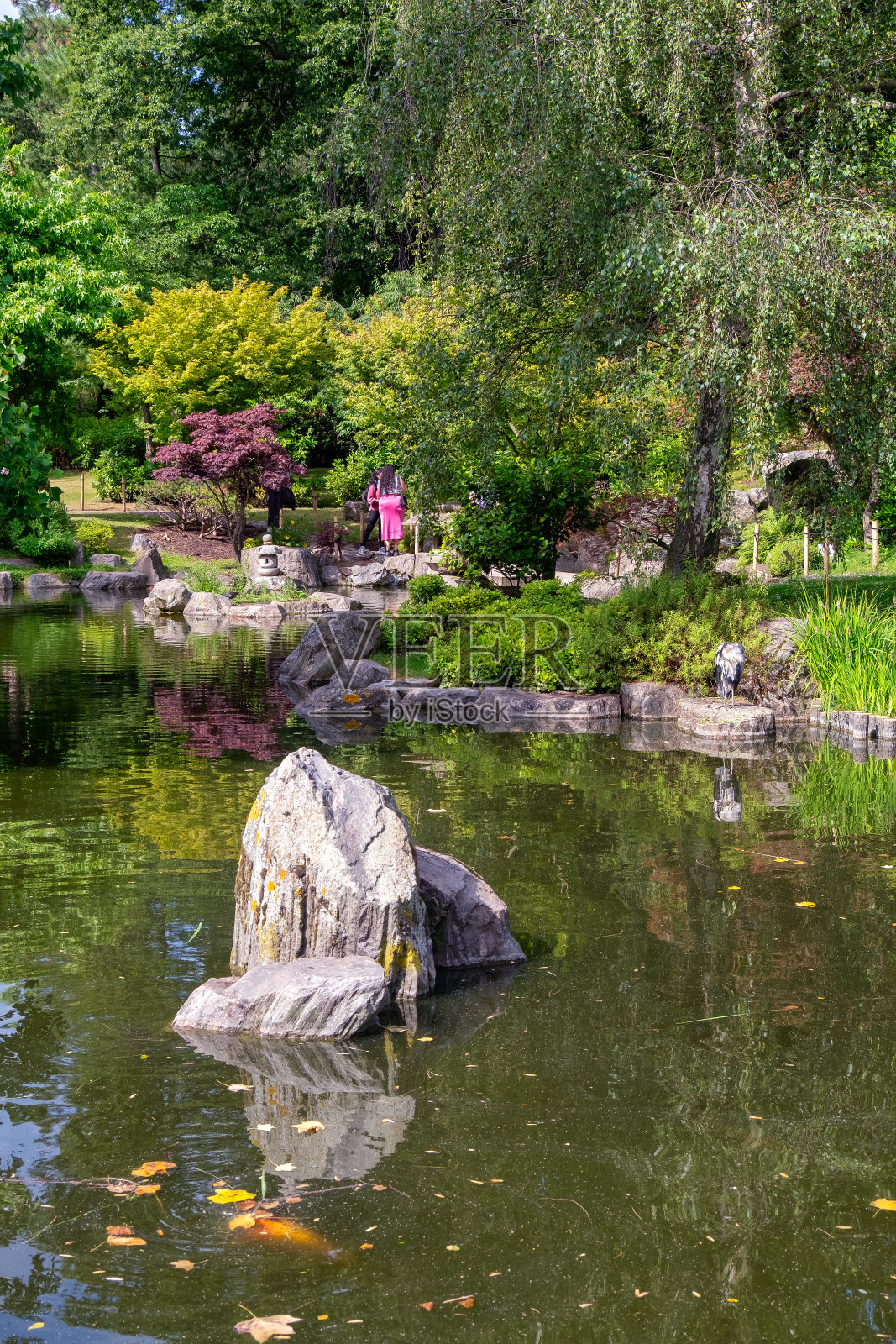 美丽的传统日式花园，有小瀑布，池塘和岩石。夏季伦敦荷兰公园的Kioto花园照片摄影图片